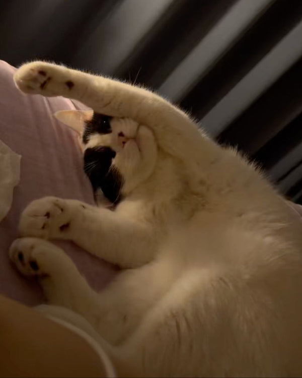 睡猫💤